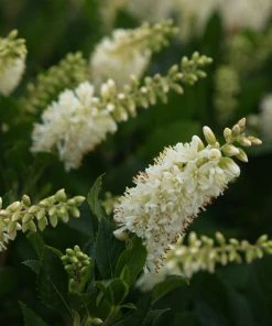 Fast Growing Trees See All Shrubs & Hedges Summersweet Clethra Shrub