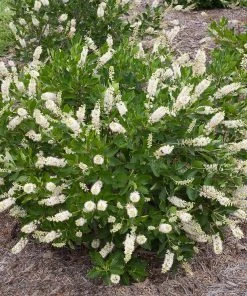 Fast Growing Trees See All Shrubs & Hedges Summersweet Clethra Shrub