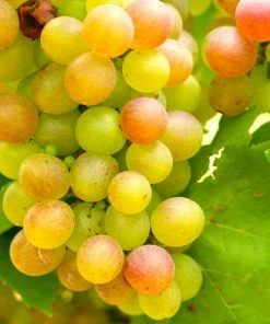 Fast Growing Trees Grape Vines Summit Muscadine Grapes