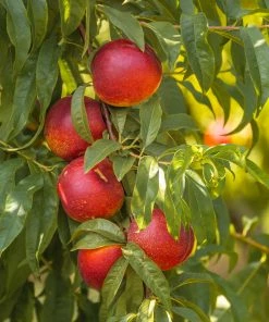 Fast Growing Trees Shop Indoor & Patio Fruit Sunglo Nectarine Tree