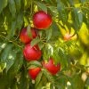 Fast Growing Trees Shop Indoor & Patio Fruit Sunglo Nectarine Tree
