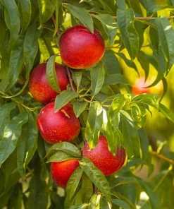 Fast Growing Trees Shop Indoor & Patio Fruit Sunglo Nectarine Tree