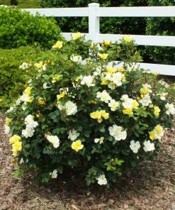 Fast Growing Trees Roses Sunny Knock Out® Rose
