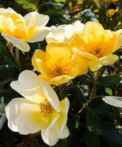 Fast Growing Trees Roses Sunny Knock Out® Rose