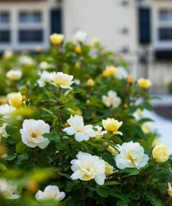Fast Growing Trees Roses Sunny Knock Out® Rose