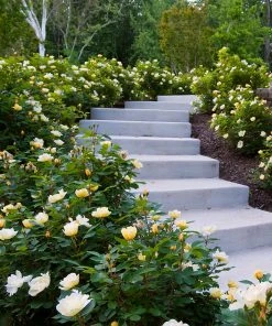 Fast Growing Trees Roses Sunny Knock Out® Rose