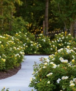 Fast Growing Trees Roses Sunny Knock Out® Rose