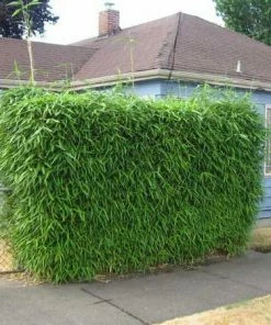 Fast Growing Trees Bamboo Trees Sunset Glow Bamboo 7 Fast Growing Trees Bamboo Trees Sunset Glow Bamboo