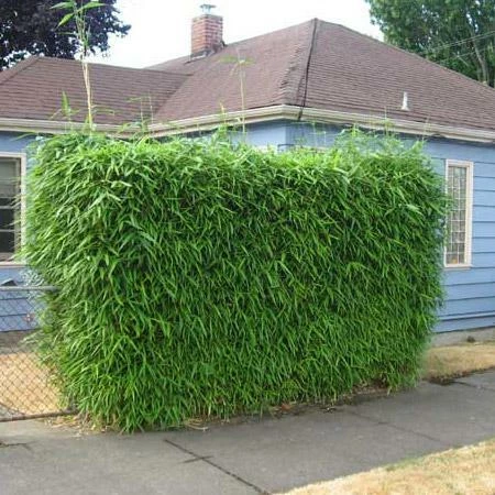 Fast Growing Trees Bamboo Trees Sunset Glow Bamboo 5 Fast Growing Trees Bamboo Trees Sunset Glow Bamboo