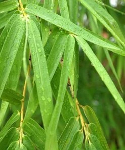 Fast Growing Trees Bamboo Trees Sunset Glow Bamboo