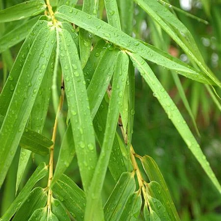 Fast Growing Trees Bamboo Trees Sunset Glow Bamboo 4 Fast Growing Trees Bamboo Trees Sunset Glow Bamboo