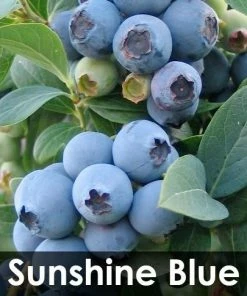 Fast Growing Trees 3-in-1 Blueberry Bush (Northern Highbush) Blueberry Bushes 10 Fast Growing Trees 3-in-1 Blueberry Bush (Northern Highbush) Blueberry Bushes
