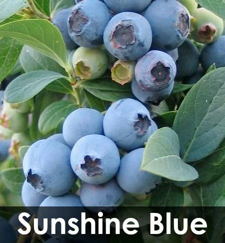 Fast Growing Trees 3-in-1 Blueberry Bush (Northern Highbush) Blueberry Bushes 6 Fast Growing Trees 3-in-1 Blueberry Bush (Northern Highbush) Blueberry Bushes