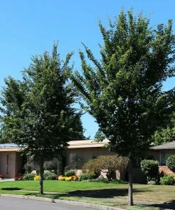 Fast Growing Trees Emerald Sunshine® Elm Tree Elm Trees