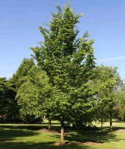 Fast Growing Trees Emerald Sunshine® Elm Tree Elm Trees