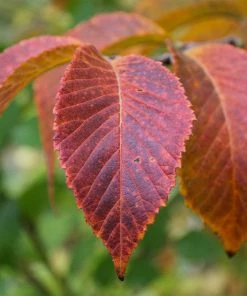 Fast Growing Trees Emerald Sunshine® Elm Tree Elm Trees