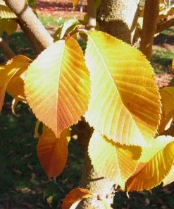 Fast Growing Trees Emerald Sunshine® Elm Tree Elm Trees