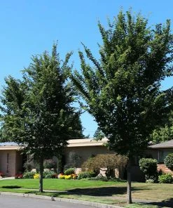 Fast Growing Trees Emerald Sunshine® Elm Tree Elm Trees