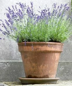 Fast Growing Trees SuperBlue Lavender See All Shrubs & Hedges