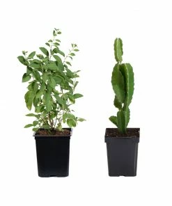 Fast Growing Trees Healthy Superfoods Kit