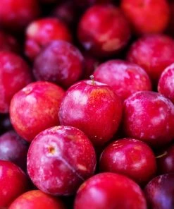 Fast Growing Trees Superior Plum Tree Plum Trees