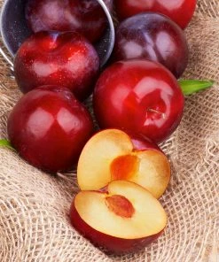 Fast Growing Trees Superior Plum Tree Plum Trees