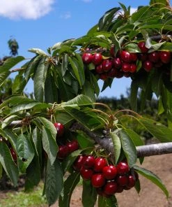 Fast Growing Trees 5-in-1 Cherry Surprise Tree 7 Fast Growing Trees 5-in-1 Cherry Surprise Tree