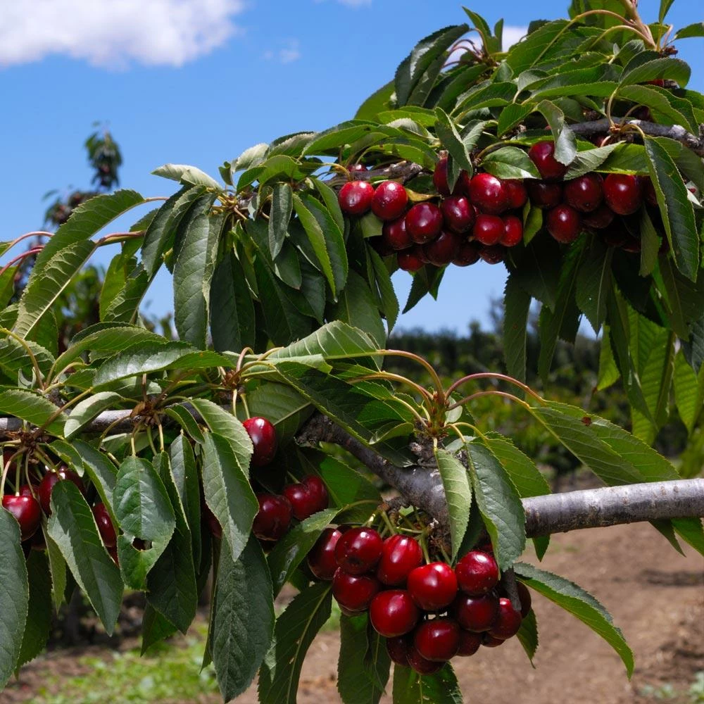 Fast Growing Trees 5-in-1 Cherry Surprise Tree 5 Fast Growing Trees 5-in-1 Cherry Surprise Tree