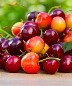 Fast Growing Trees 3-in-1 Cherry Surprise Tree