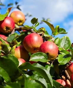 Fast Growing Trees Honeycrisp™ & Sweet Sixteen Twisted Apple Tree Apple Trees