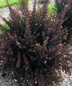 Fast Growing Trees Sweet Cherry Tea Ninebark White Flowers 9 Fast Growing Trees Sweet Cherry Tea Ninebark White Flowers