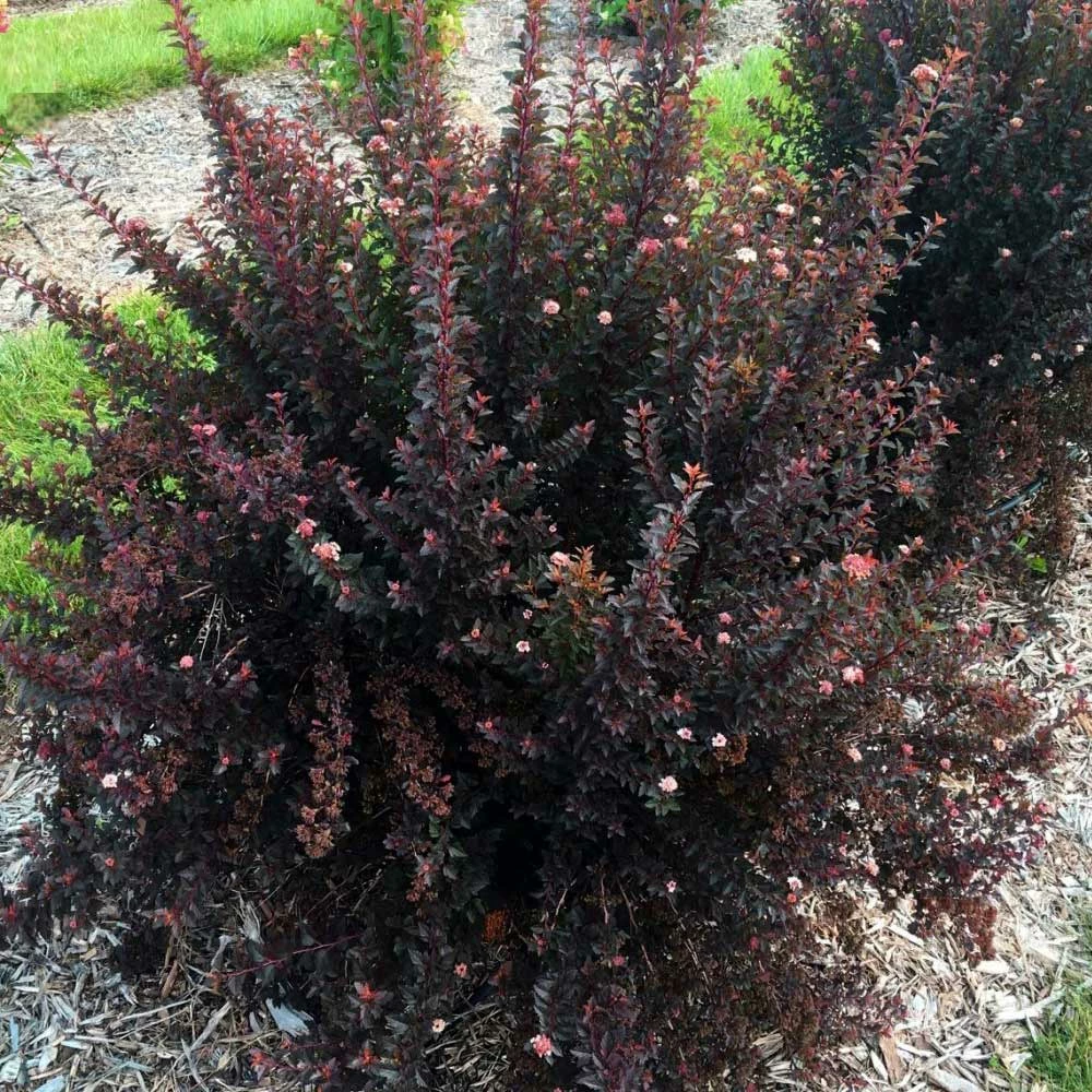 Fast Growing Trees Sweet Cherry Tea Ninebark White Flowers 5 Fast Growing Trees Sweet Cherry Tea Ninebark White Flowers