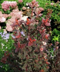 Fast Growing Trees Sweet Cherry Tea Ninebark White Flowers 11 Fast Growing Trees Sweet Cherry Tea Ninebark White Flowers