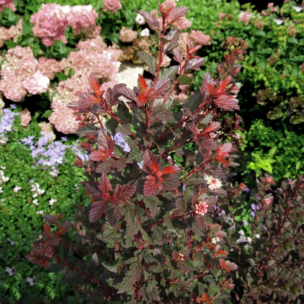 Fast Growing Trees Sweet Cherry Tea Ninebark White Flowers 7 Fast Growing Trees Sweet Cherry Tea Ninebark White Flowers