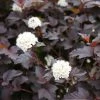 Fast Growing Trees Sweet Cherry Tea Ninebark White Flowers