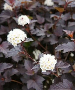 Fast Growing Trees Sweet Cherry Tea Ninebark White Flowers
