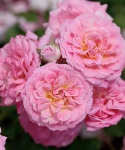 Fast Growing Trees Sweet Drift® Rose