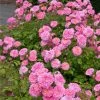 Fast Growing Trees Sweet Drift® Rose
