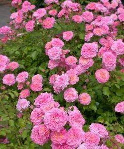 Fast Growing Trees Sweet Drift® Rose