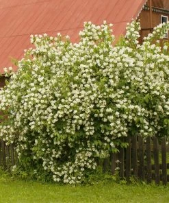 Fast Growing Trees See All Shrubs & Hedges Sweet Mock Orange Shrub