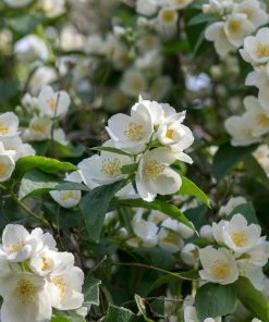 Fast Growing Trees See All Shrubs & Hedges Sweet Mock Orange Shrub