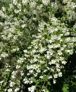 Fast Growing Trees See All Shrubs & Hedges Sweet Mock Orange Shrub