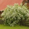 Fast Growing Trees See All Shrubs & Hedges Sweet Mock Orange Shrub