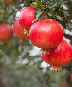 Fast Growing Trees Salt Tolerant Plants Sweet Pomegranate Tree