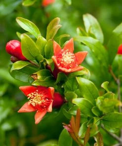 Fast Growing Trees Salt Tolerant Plants Sweet Pomegranate Tree 8 Fast Growing Trees Salt Tolerant Plants Sweet Pomegranate Tree