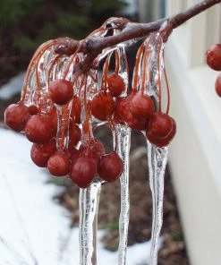 Fast Growing Trees Sweet Sugar Tyme® Crabapple 9 Fast Growing Trees Sweet Sugar Tyme® Crabapple