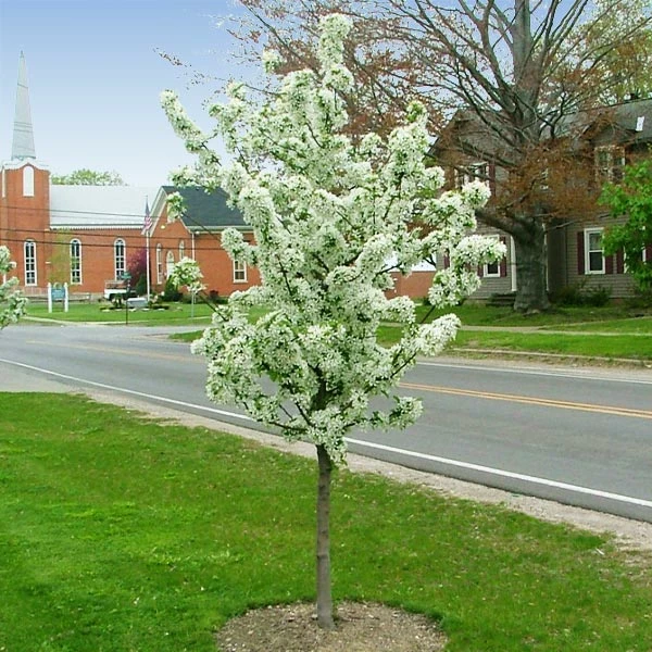 Fast Growing Trees Sweet Sugar Tyme® Crabapple 3 Fast Growing Trees Sweet Sugar Tyme® Crabapple