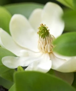 Fast Growing Trees Sweetbay Magnolia Tree Magnolia Trees