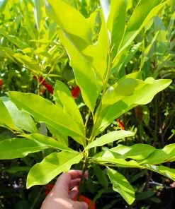 Fast Growing Trees Sweetbay Magnolia Tree Magnolia Trees