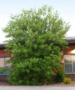 Fast Growing Trees Sweetbay Magnolia Tree Magnolia Trees